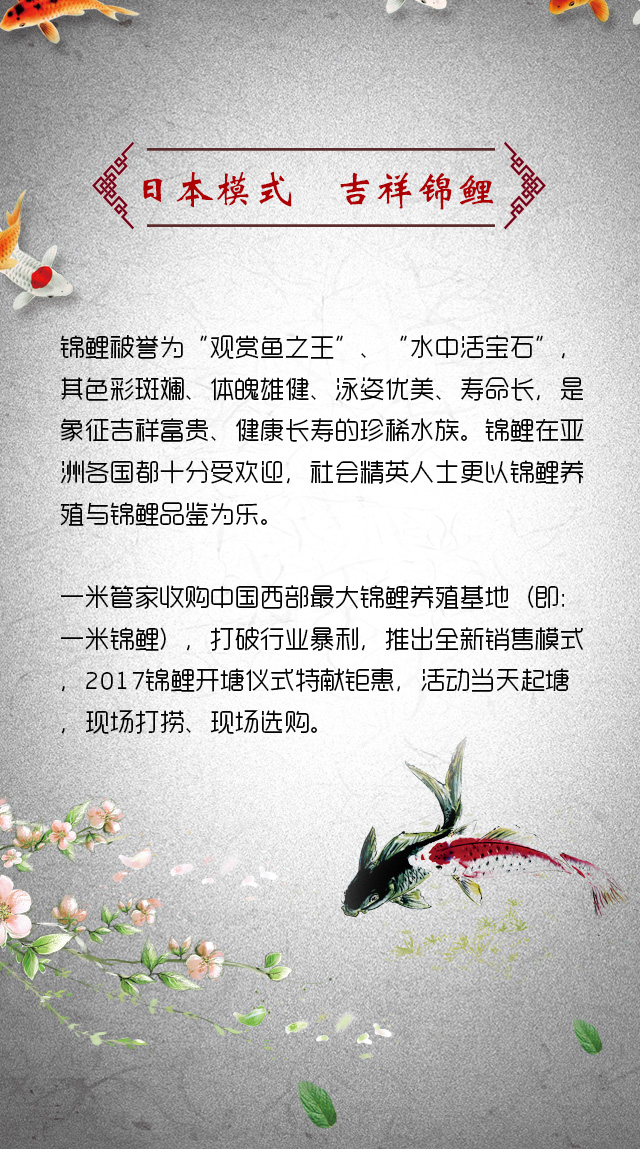锦鲤